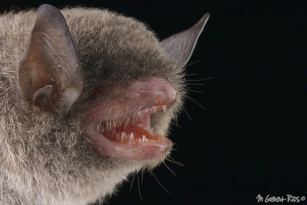 Myotis nigricans