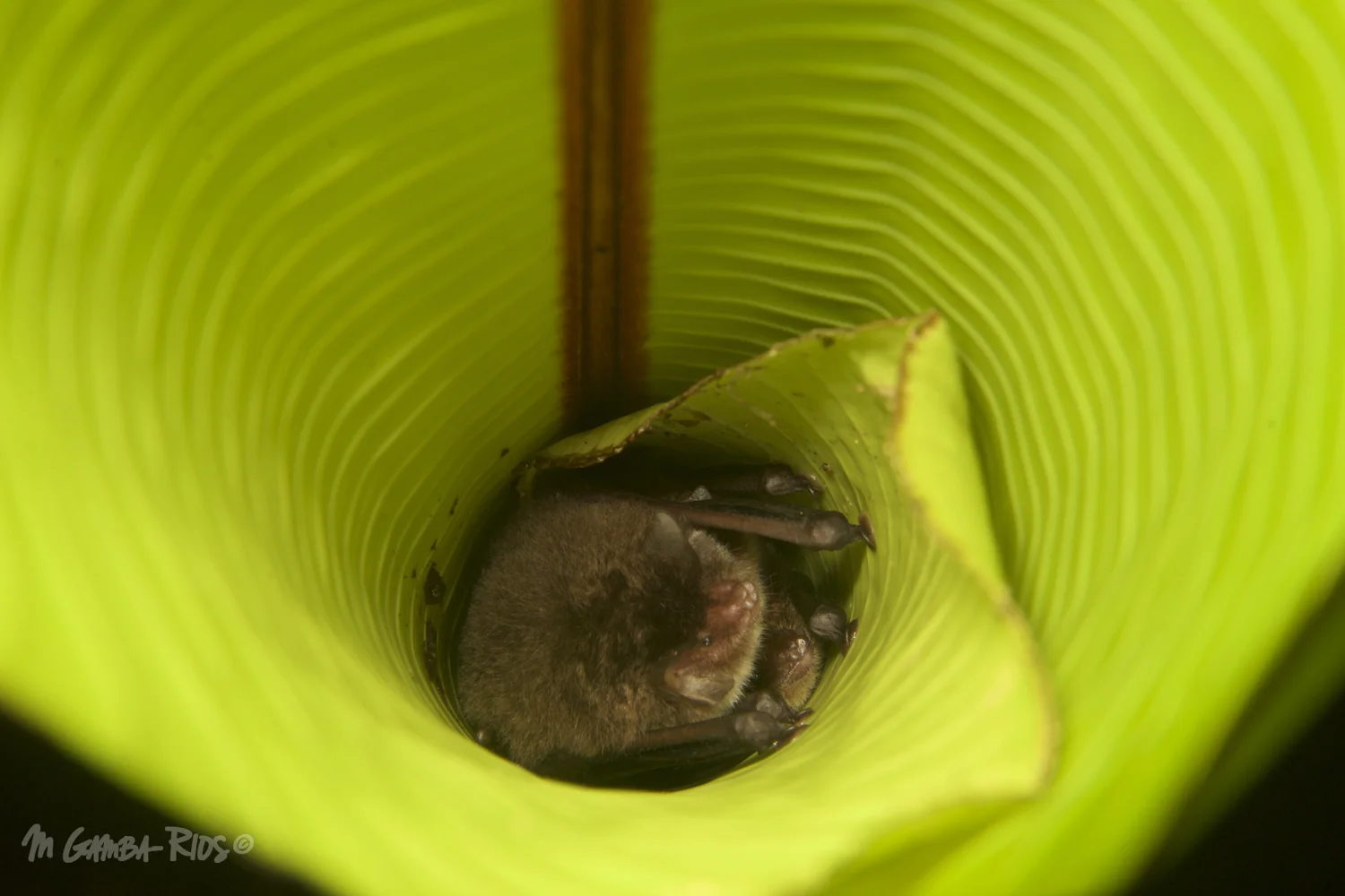 Spix's disk-winged bat (Thyroptera tricolor), roost in furled leaves.