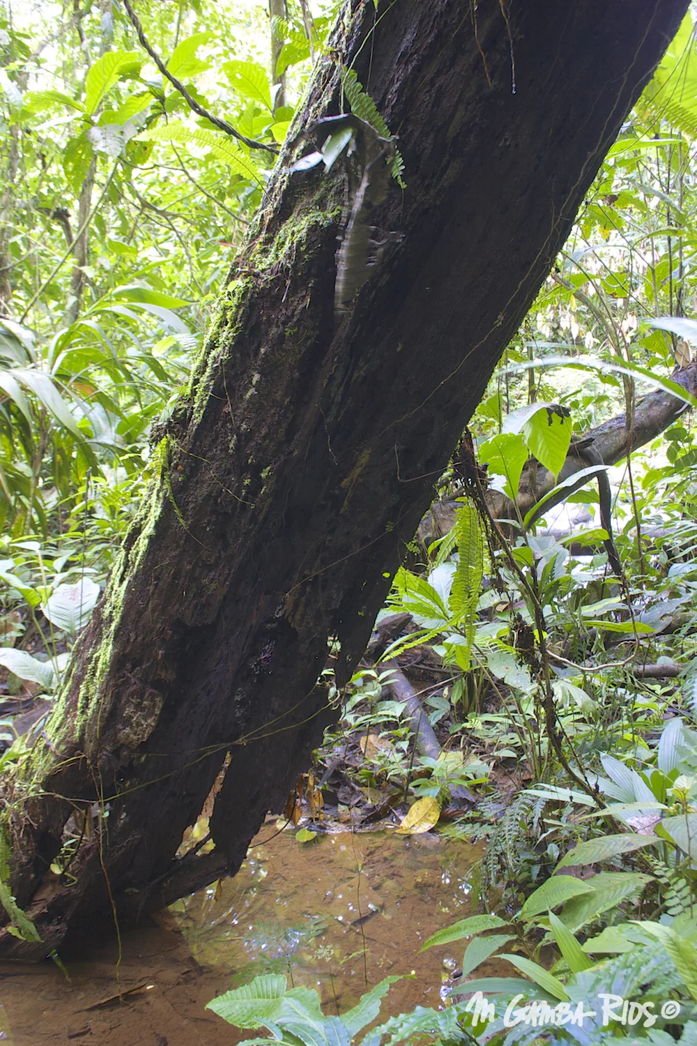 Chestnut sac-winged bat (Cormura brevirostris), roost under fallen trees.