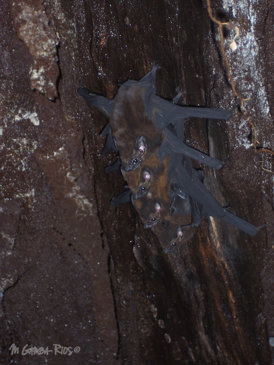 Chestnut sac-winged bat (Cormura brevirostris)