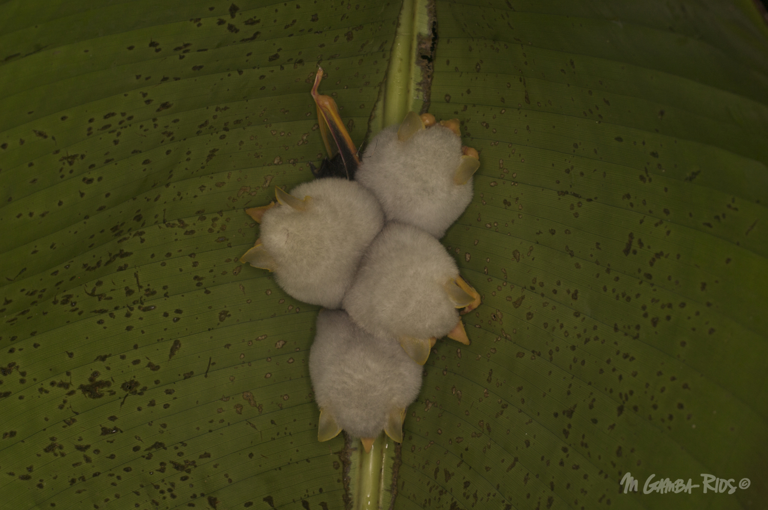Honduran white bat (Ectophylla alba)