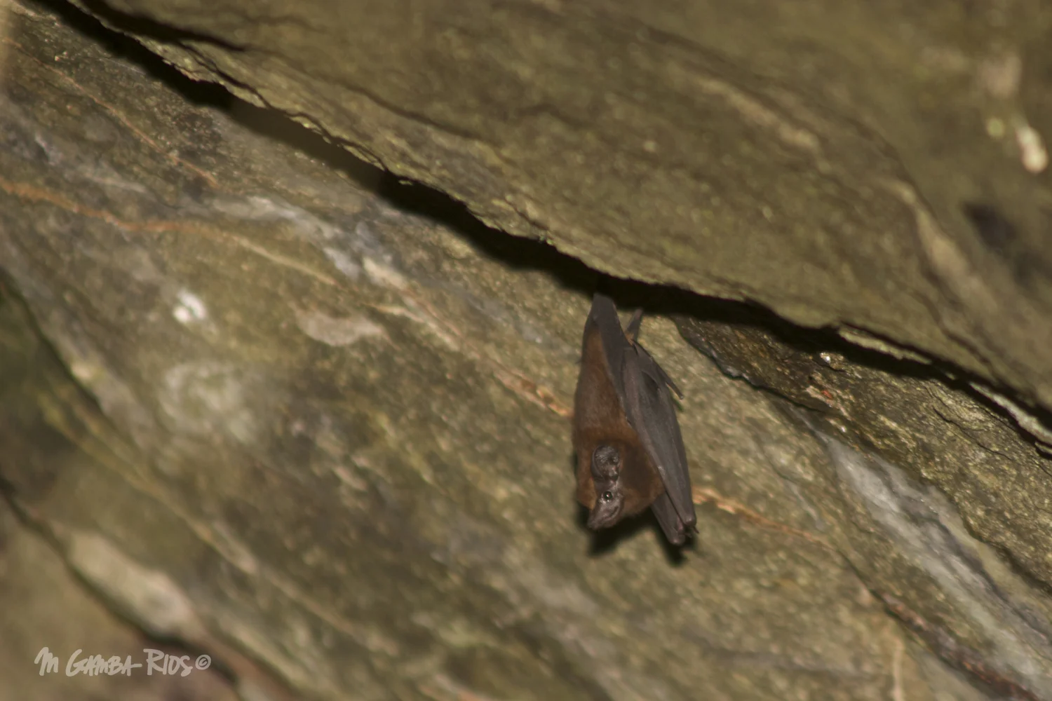 Greater dog-like bat (Peropteryx kappleri), roost in caves and boulder crevices