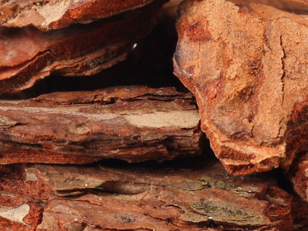 HEART NOTES: CEDAR WOOD 