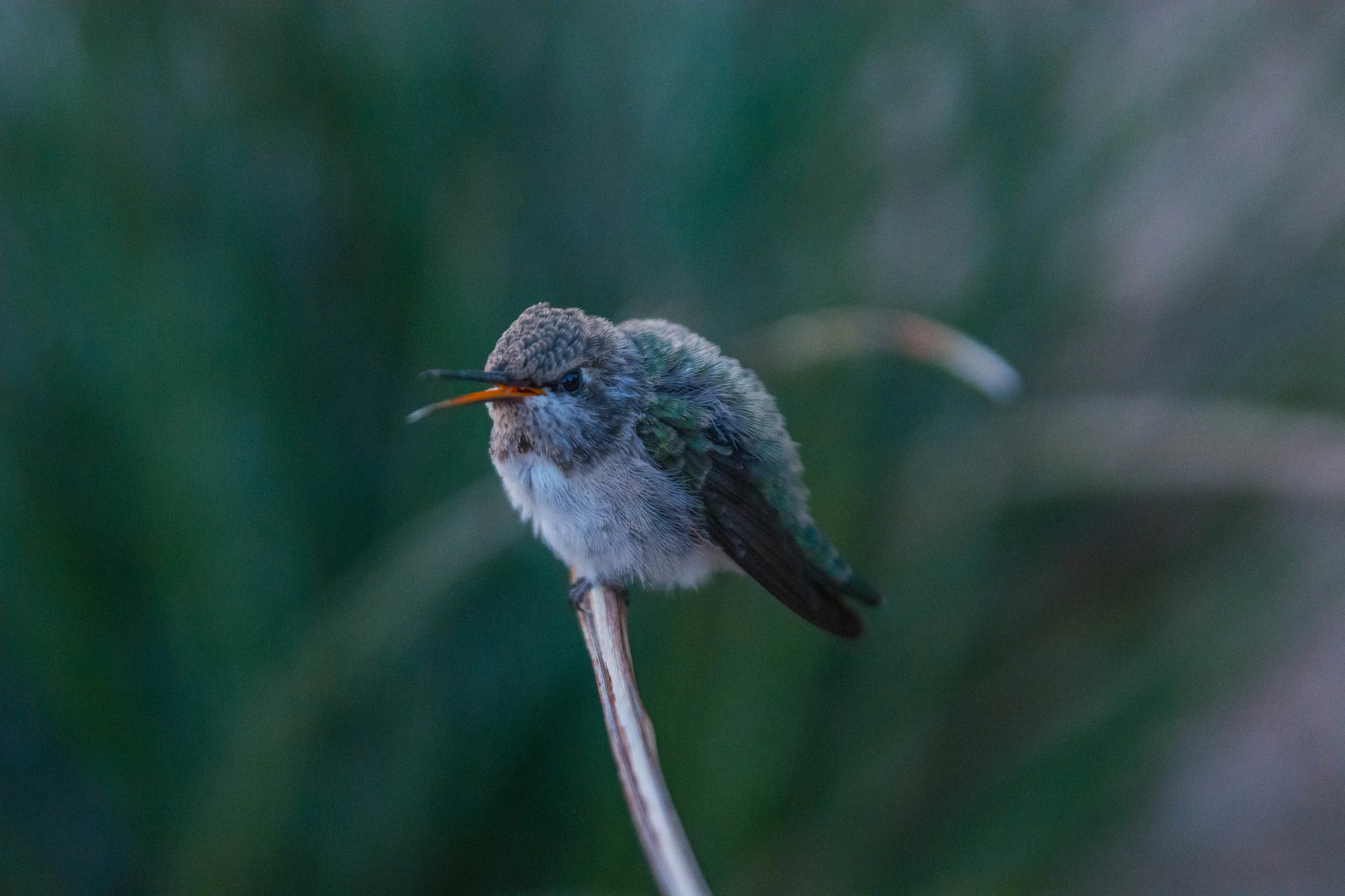 04-2014_Hummingbird 2.jpg