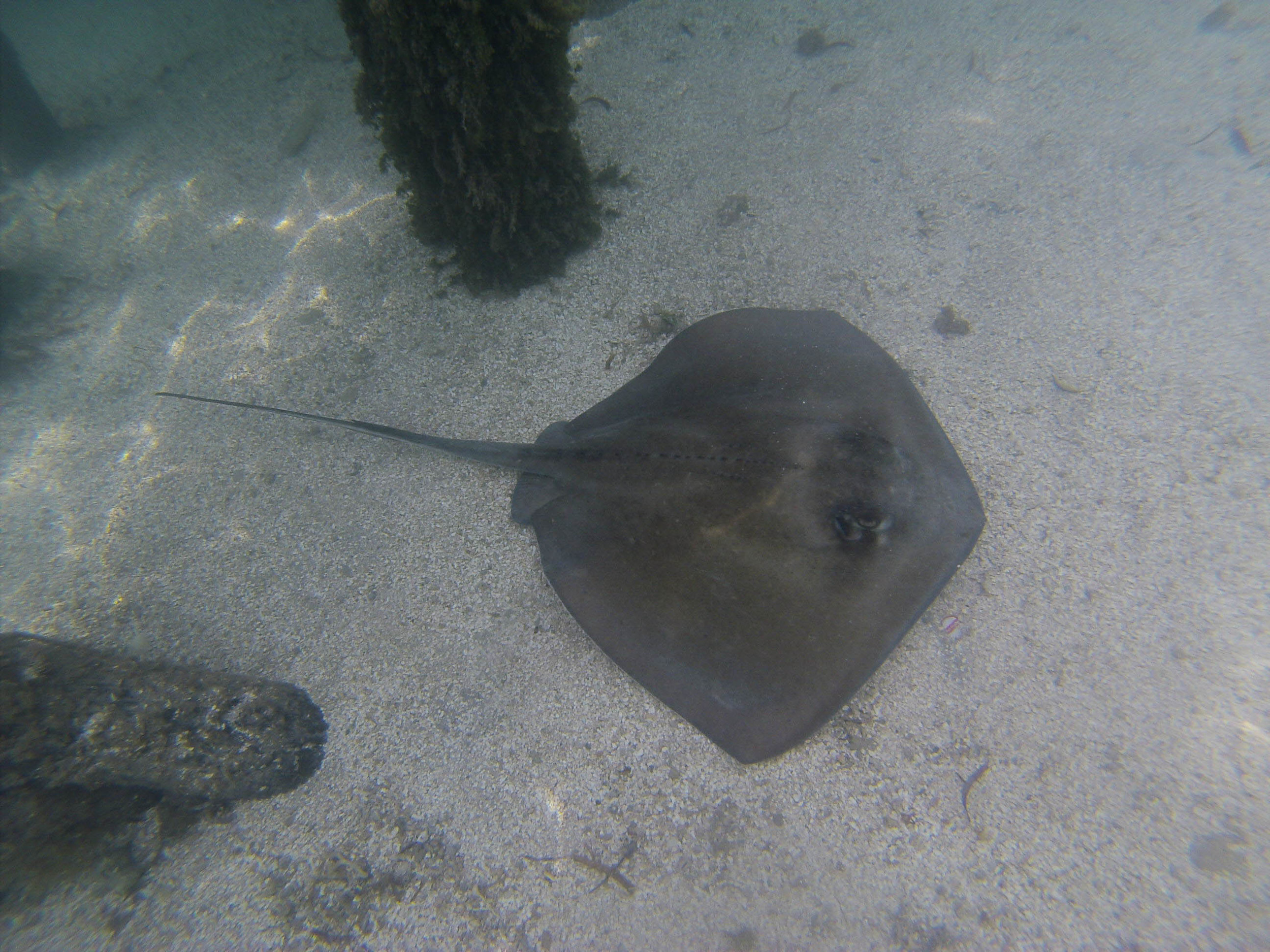 Collin Reed Photography_Sting Ray-9.jpg