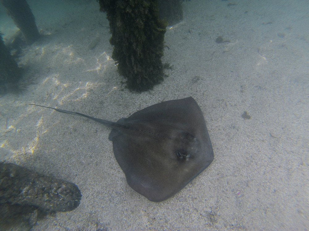 Collin Reed Photography_Sting Ray-8.jpg