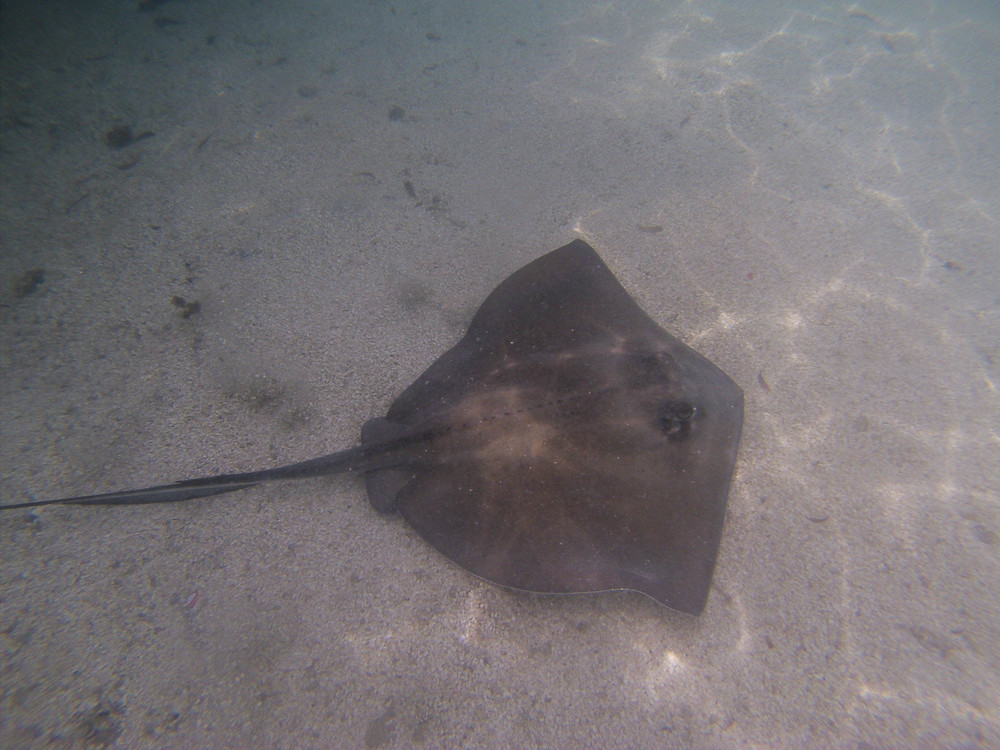 Collin Reed Photography_Sting Ray-13.jpg