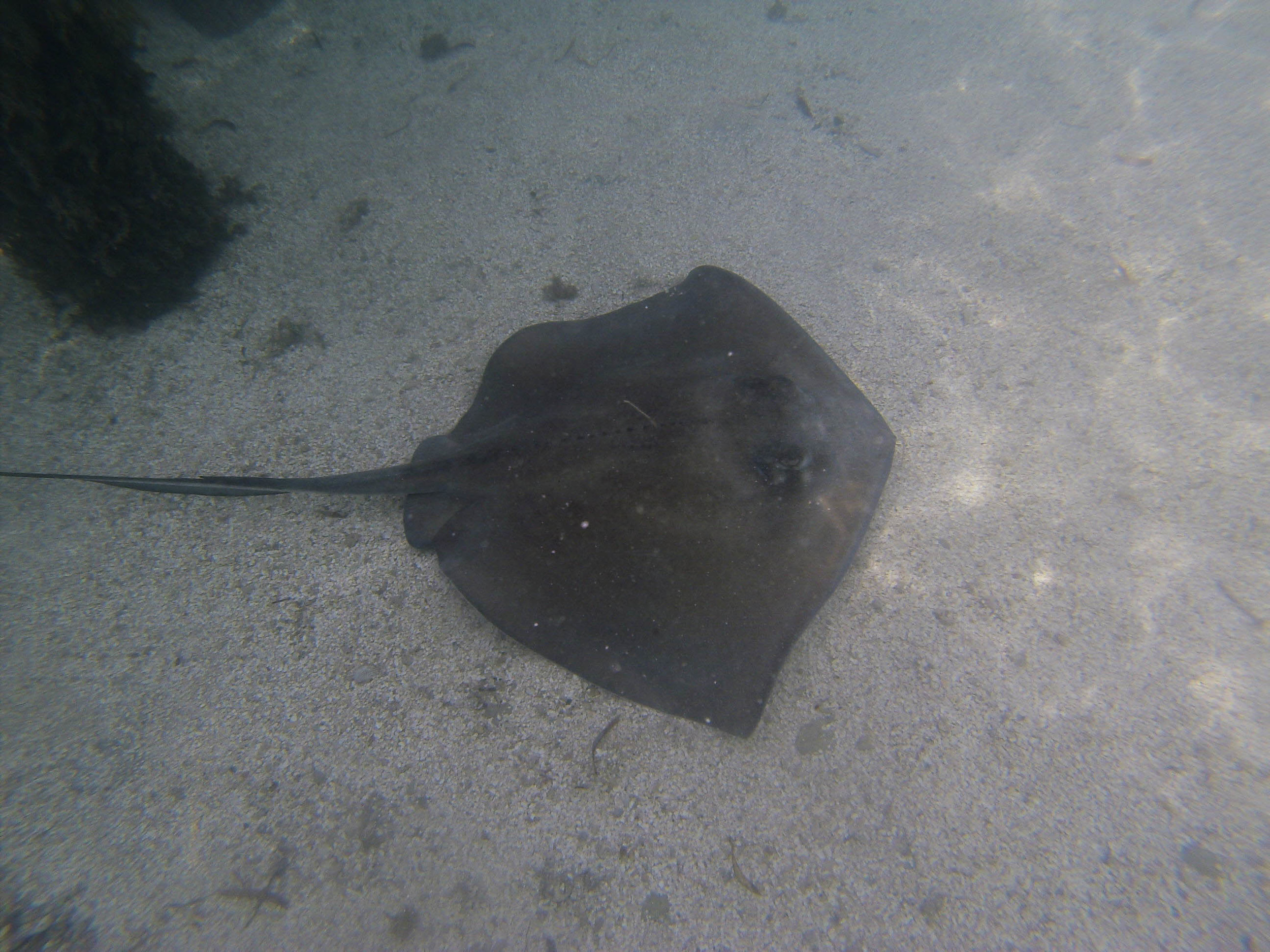Collin Reed Photography_Sting Ray-11.jpg