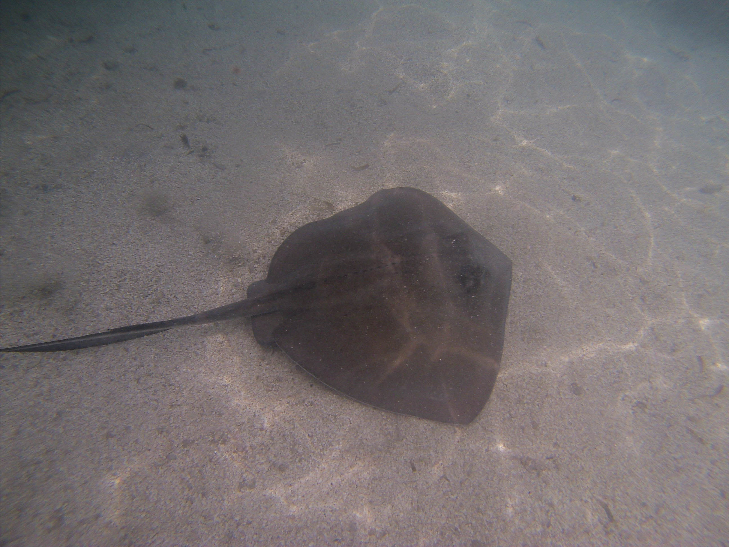 Collin Reed Photography_Sting Ray-14.jpg