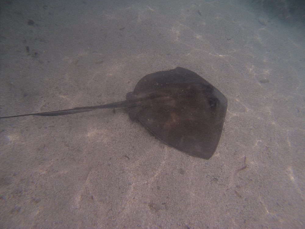 Collin Reed Photography_Sting Ray-16.jpg