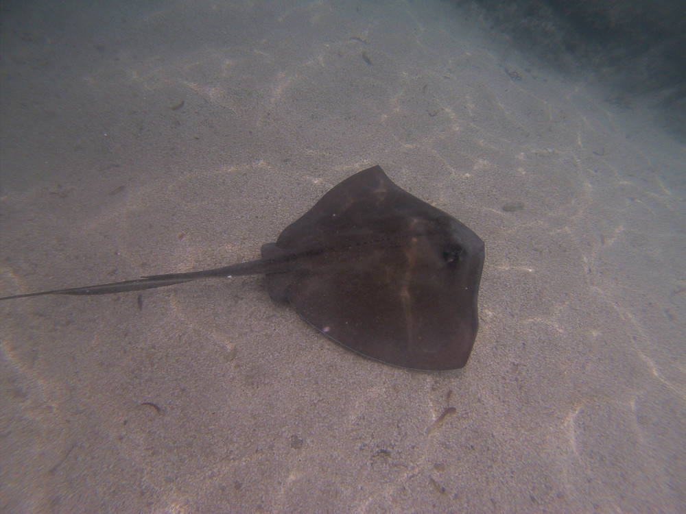 Collin Reed Photography_Sting Ray-17.jpg