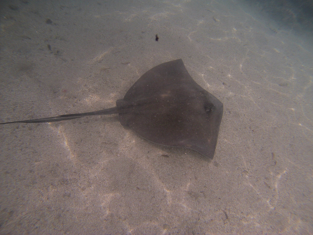 Collin Reed Photography_Sting Ray-15.jpg