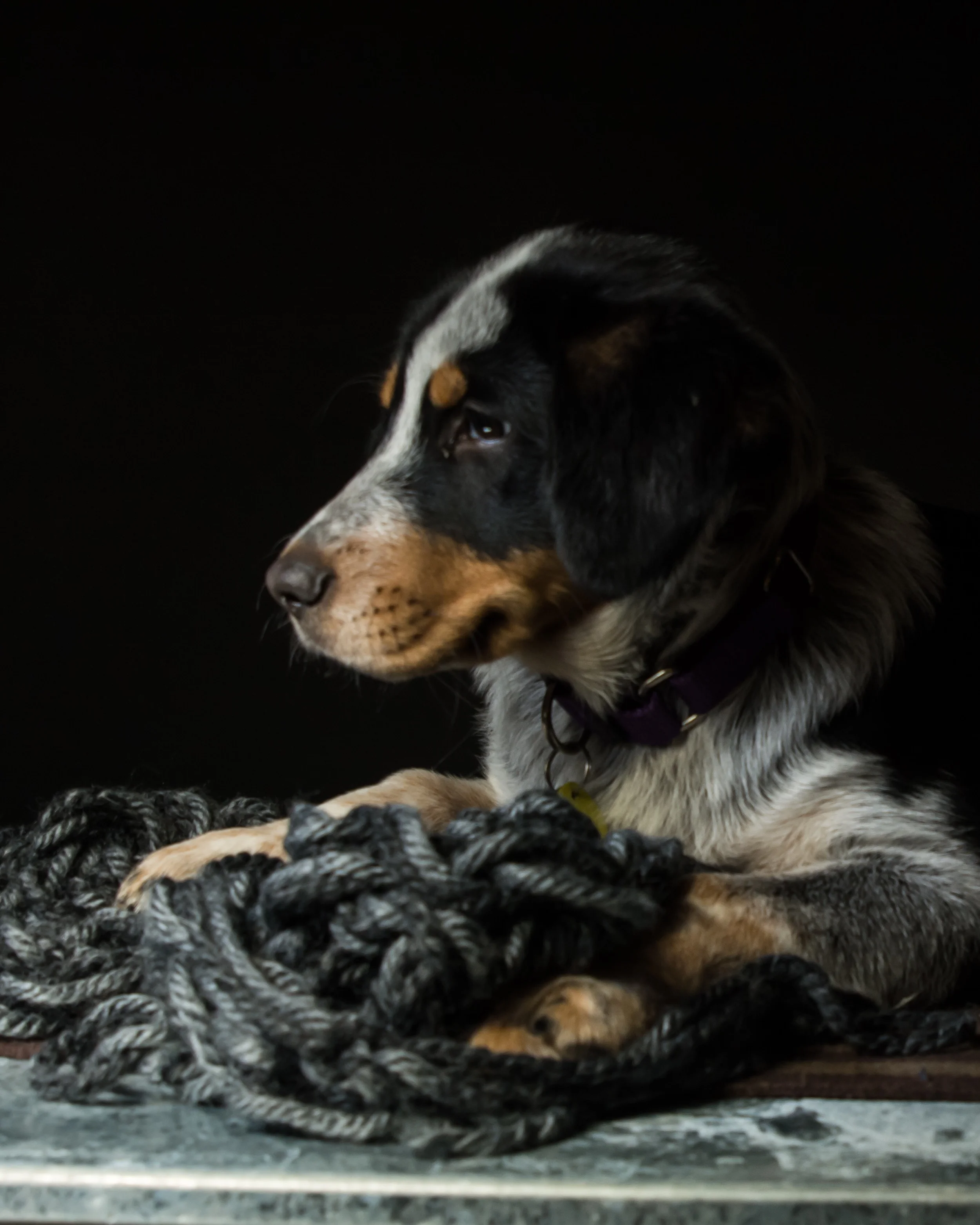 Collin Reed Studio_Daisy 3.JPG