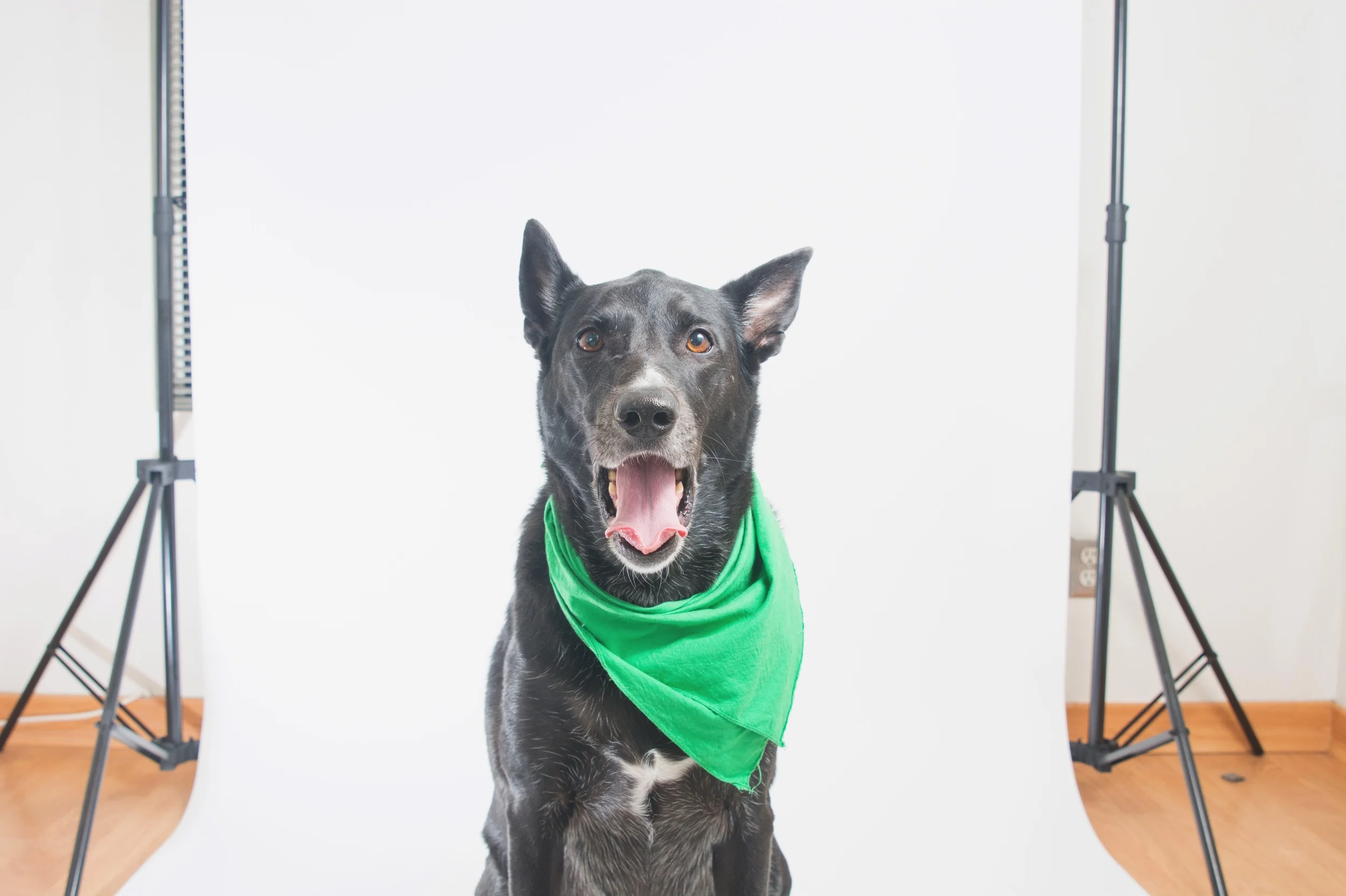 Collin Reed Studio_Chloe backdrop.JPG