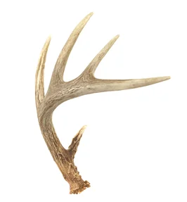 antlers
