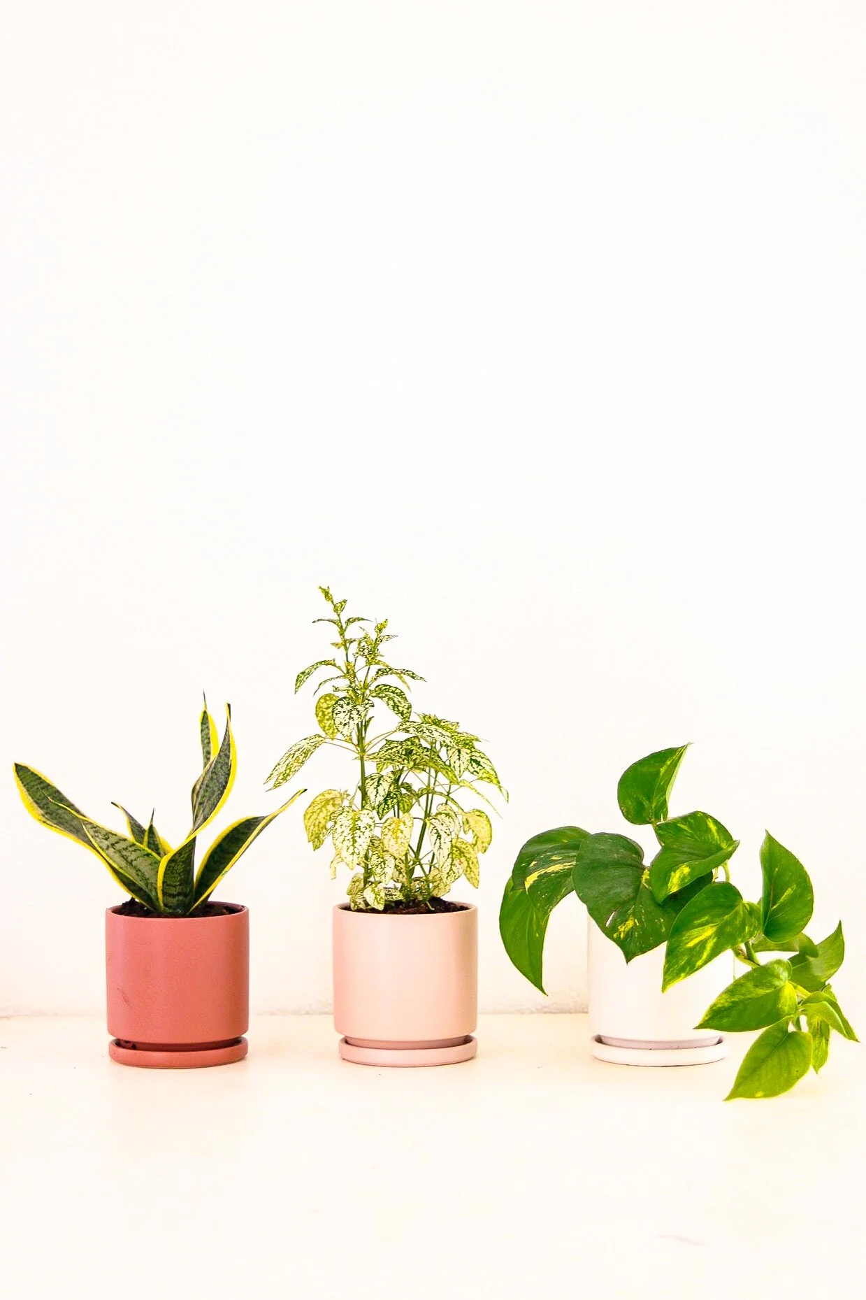 Potted Plants  $35