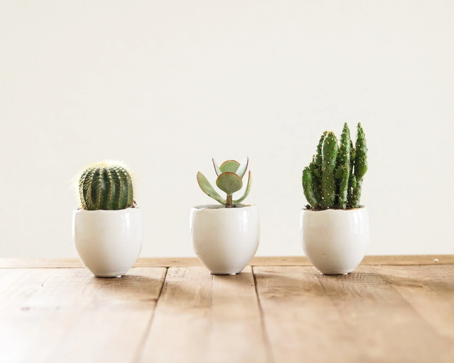 Petite Potted Cactus  $8