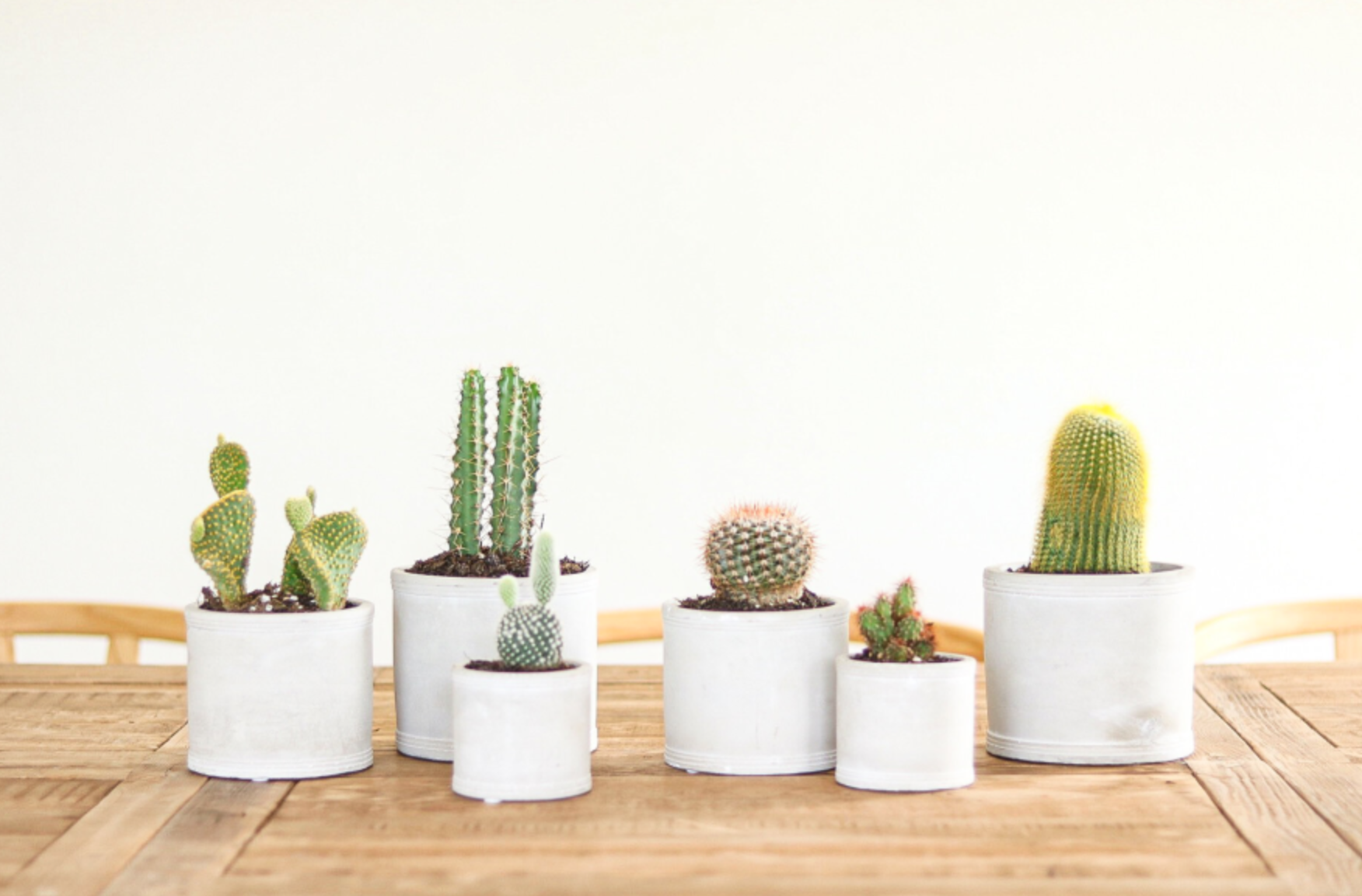 Concrete Potted Cactus  $15