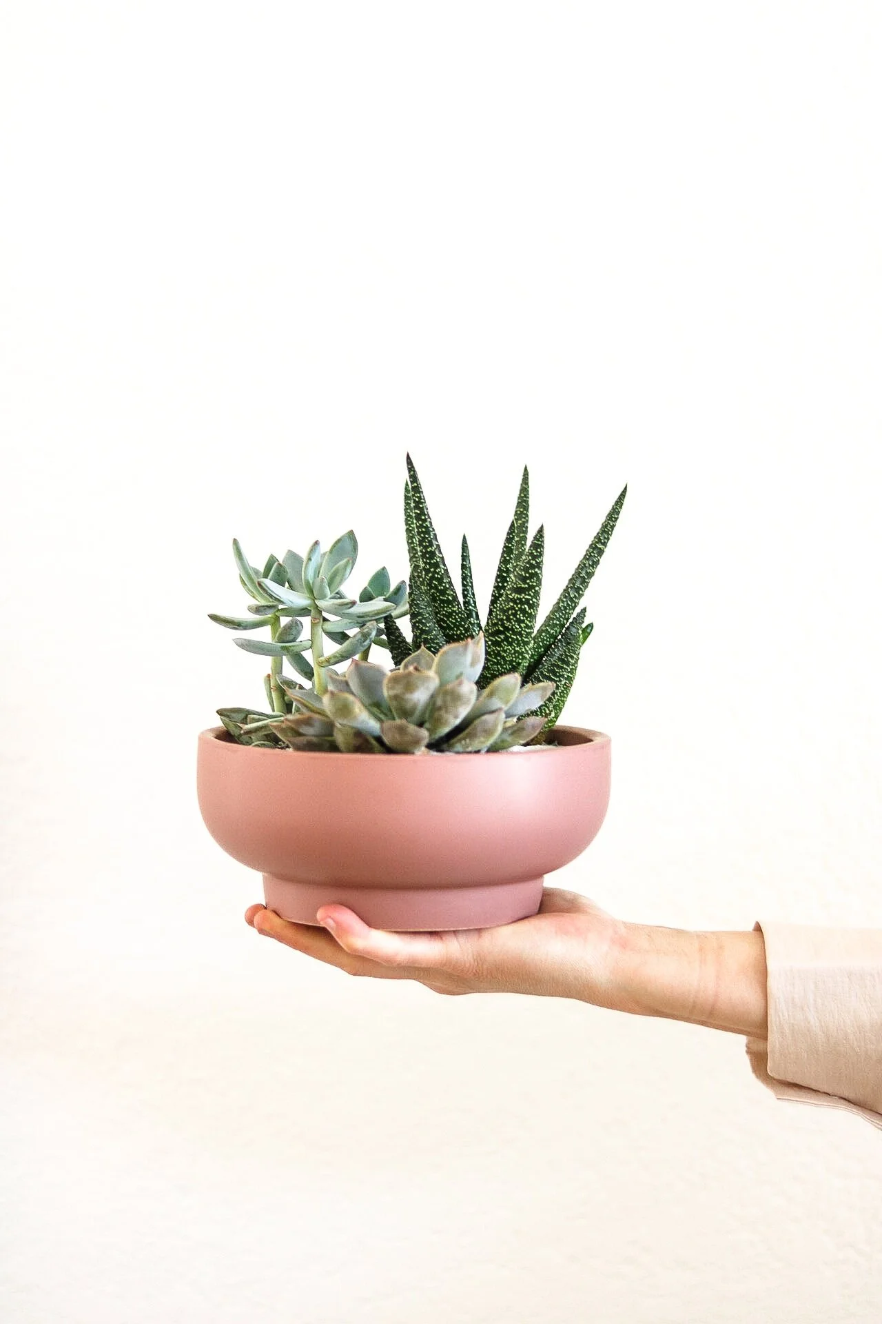 Succulent Bowl