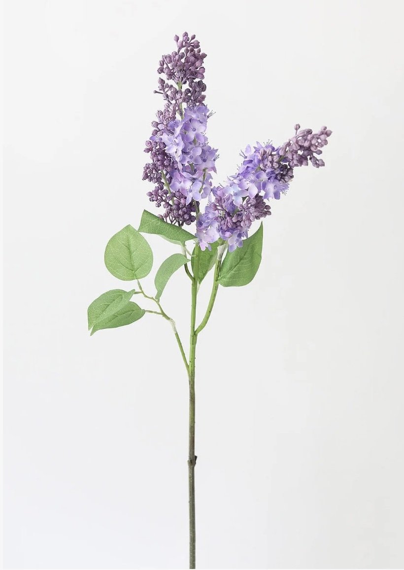 lilac.jpg