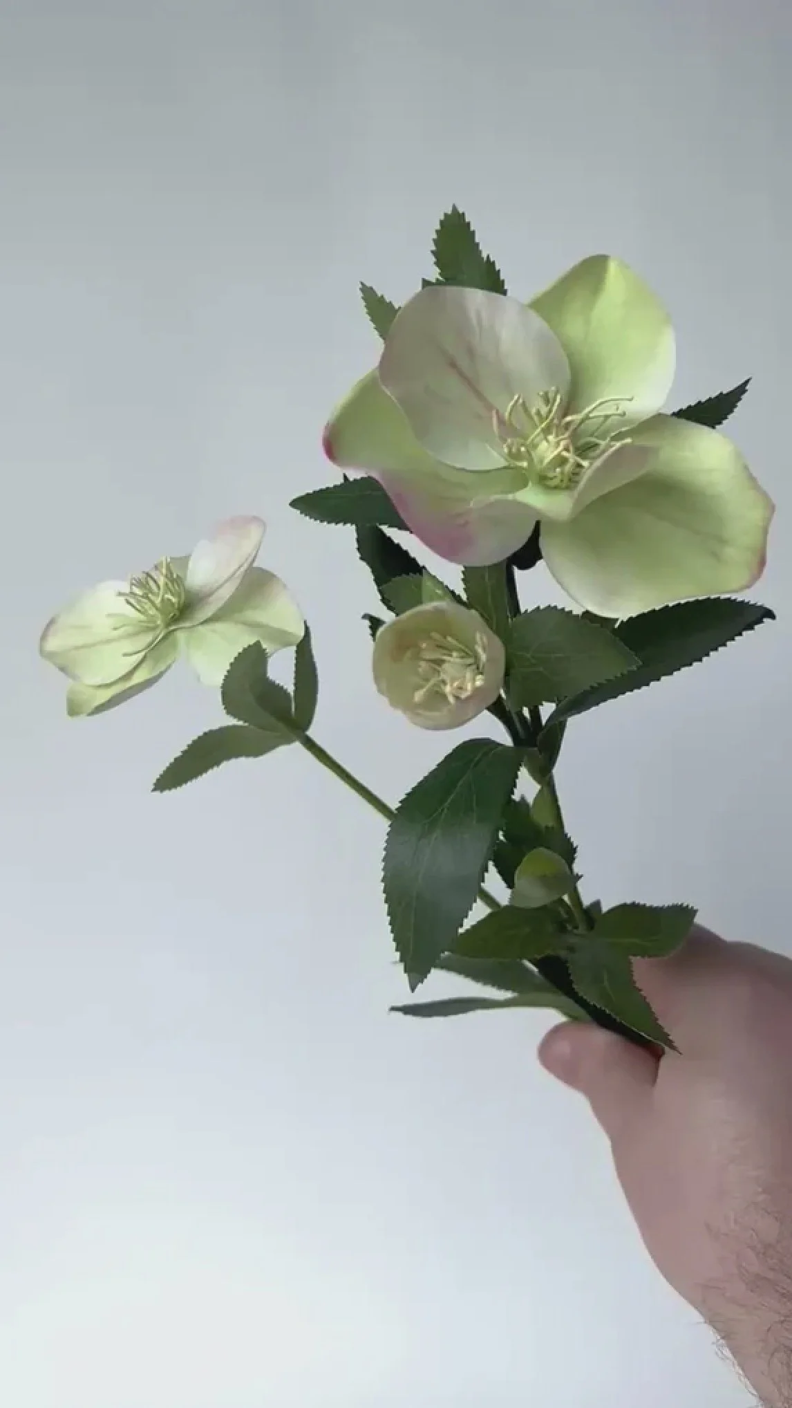 green hellebore - 60 stems