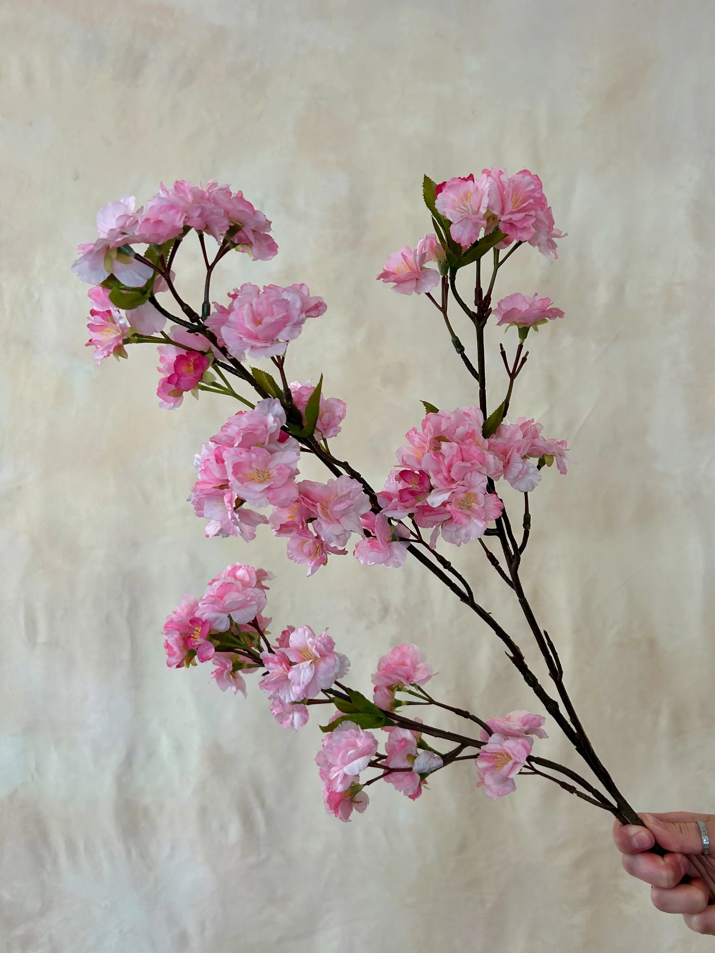 bright pink cherry blossom - 100