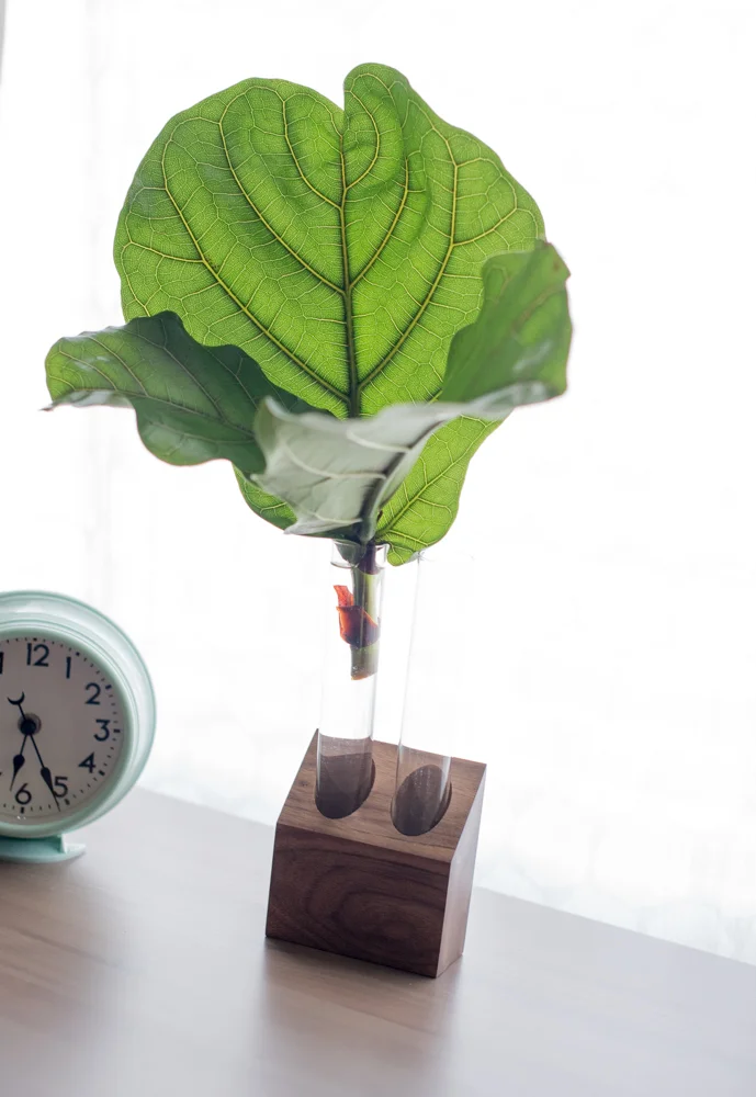 Fabian, the Fiddle Leaf Fig.