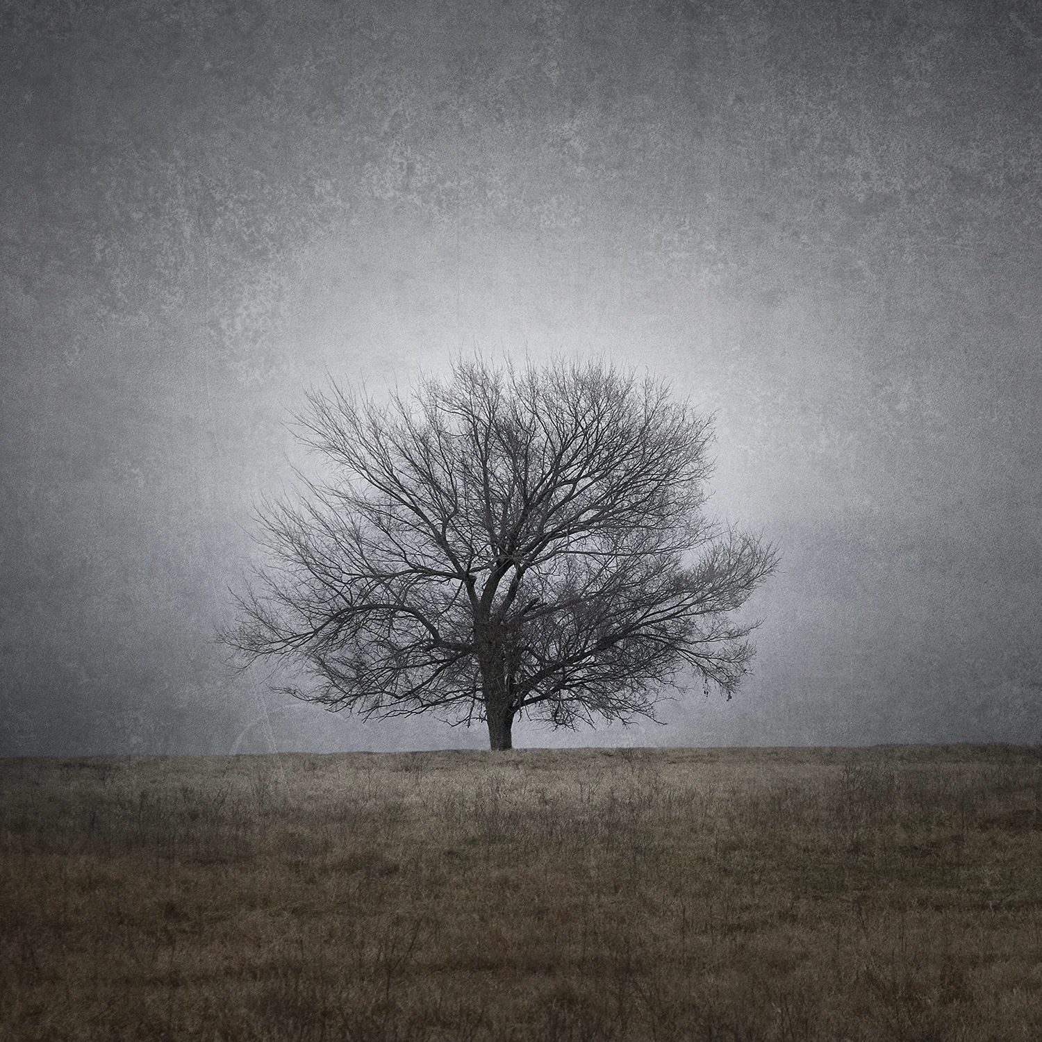 Tree II