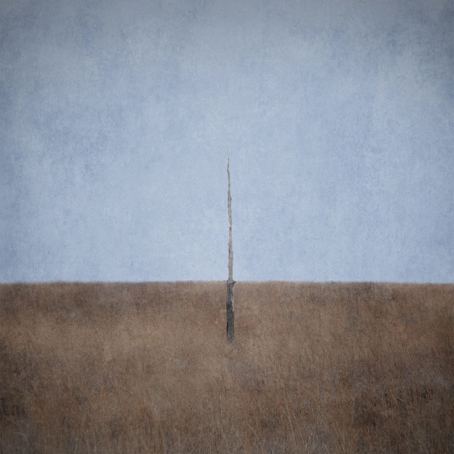 Tree IV