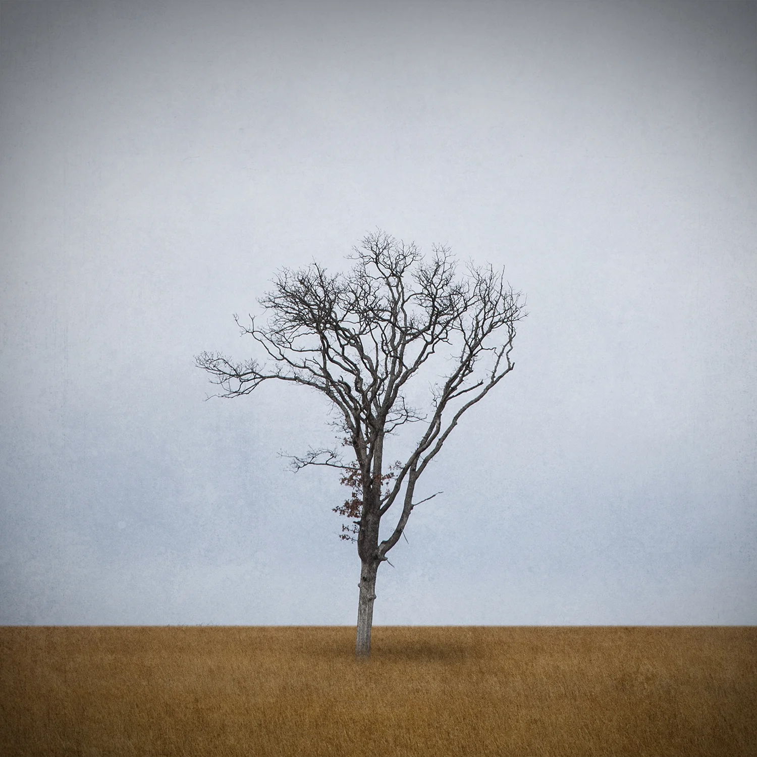 Tree VII