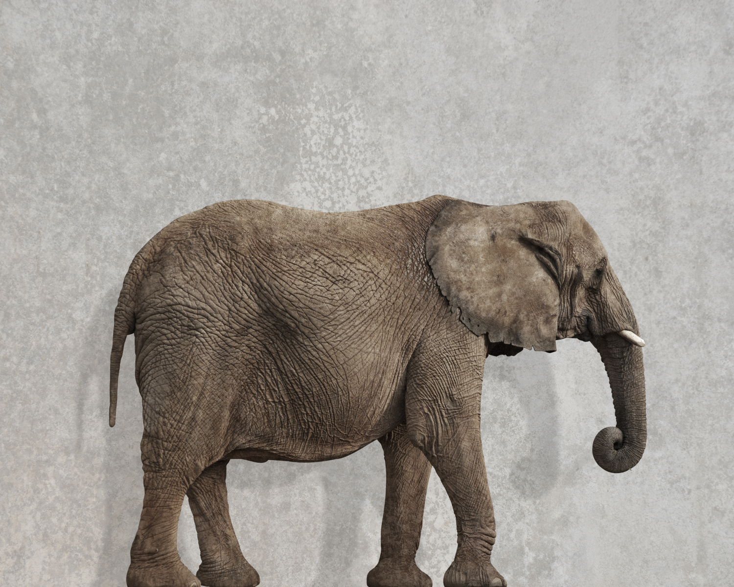 Elephant Panel 36 x45