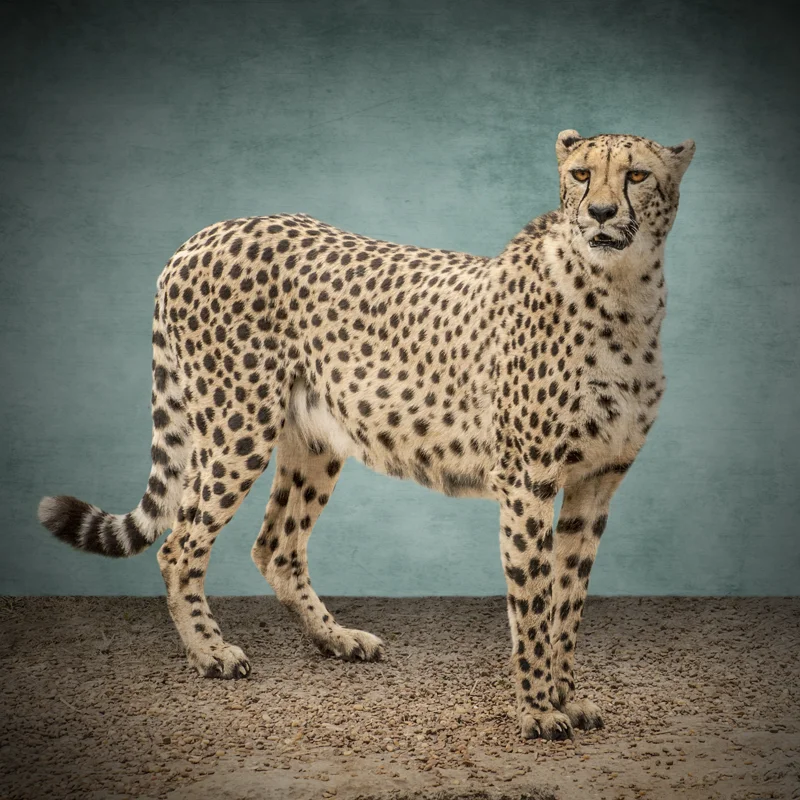 Cheetah II