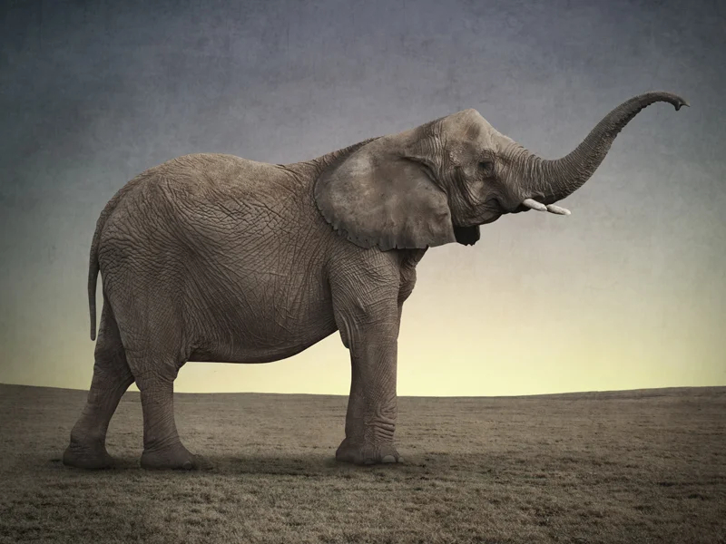 Elephant V