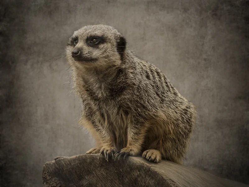 Meerkat II