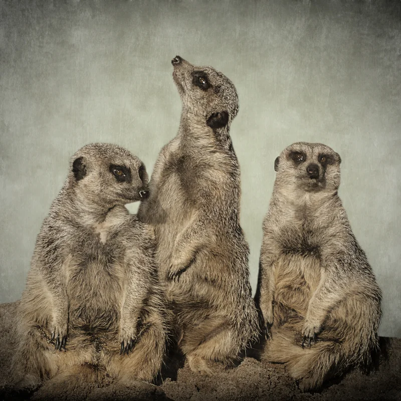 Meerkat III