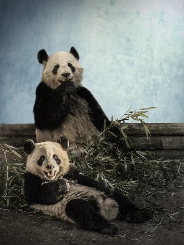 Panda II