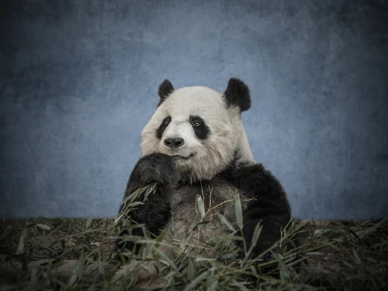 Panda I