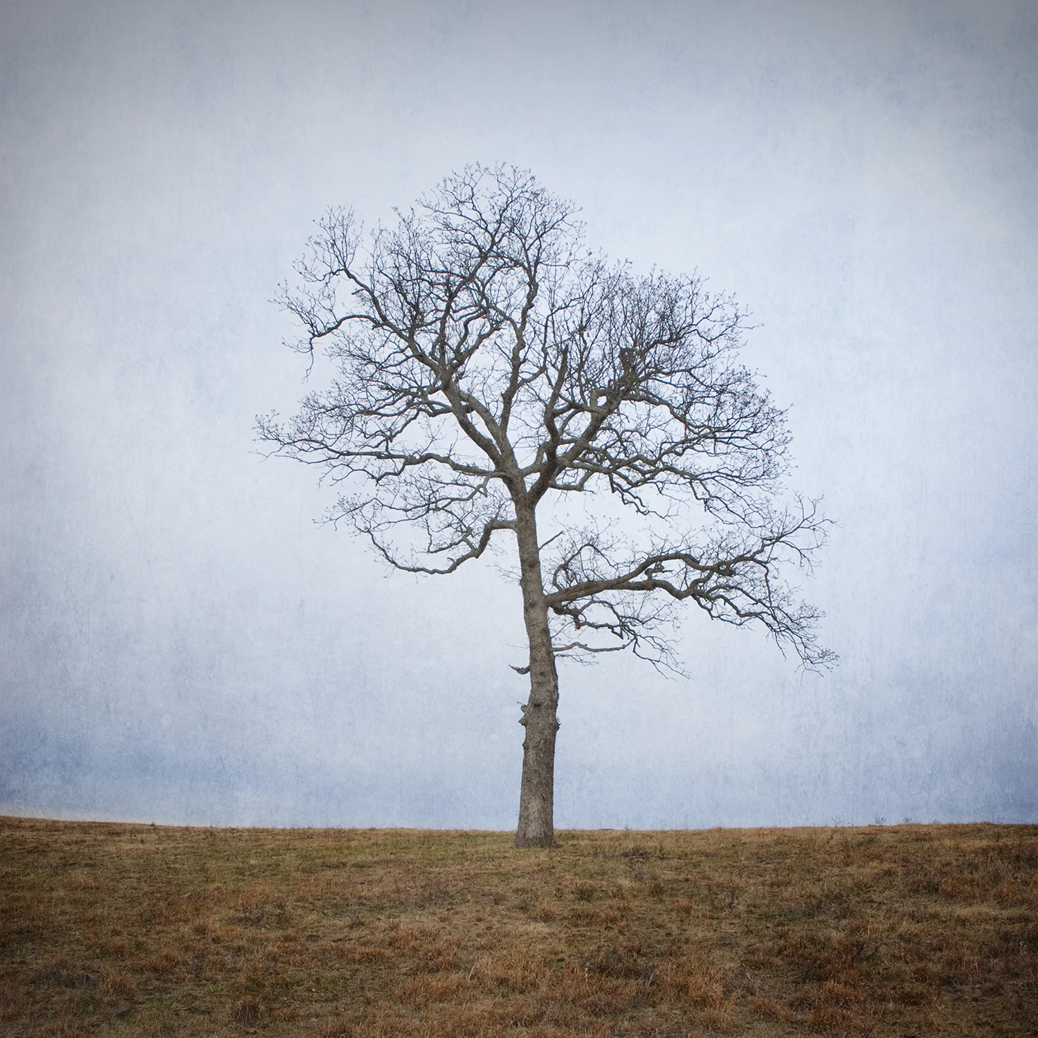 Tree 6.jpg