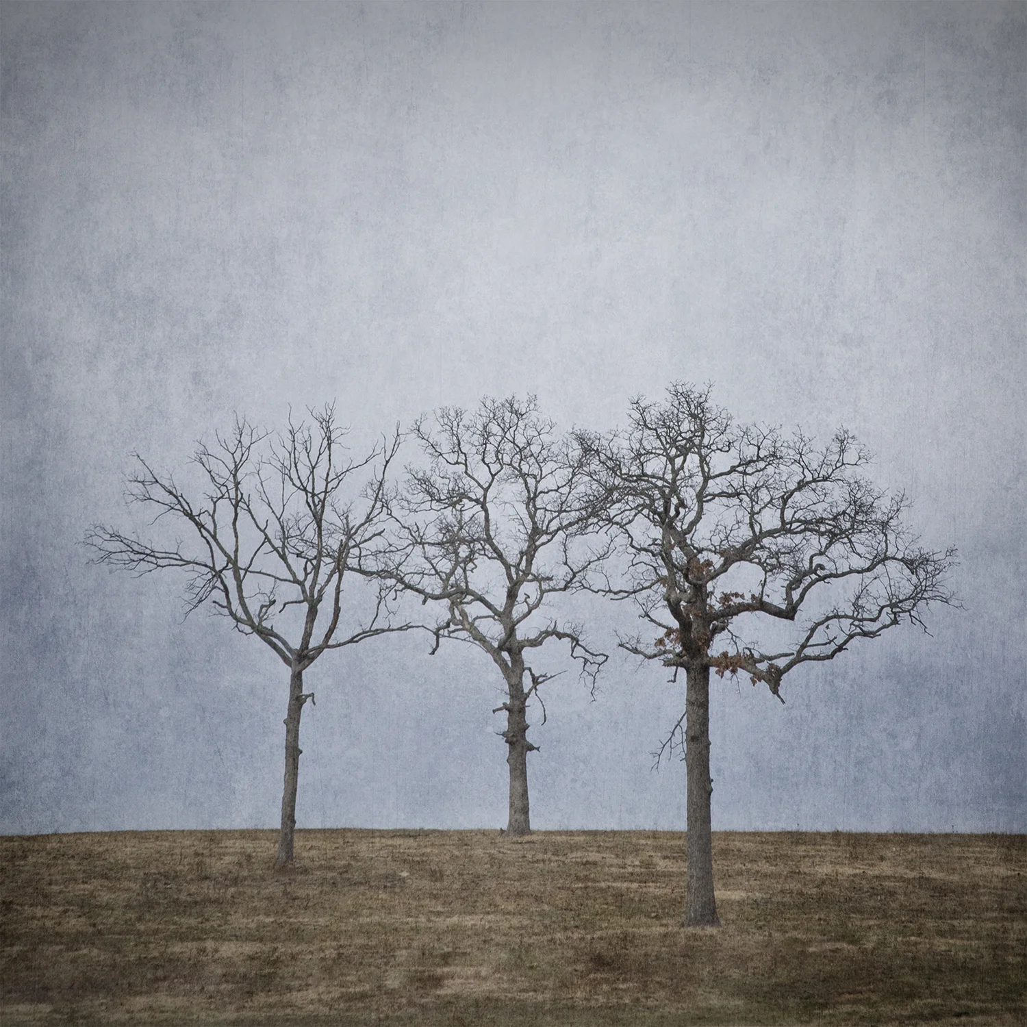 Tree 7.jpg