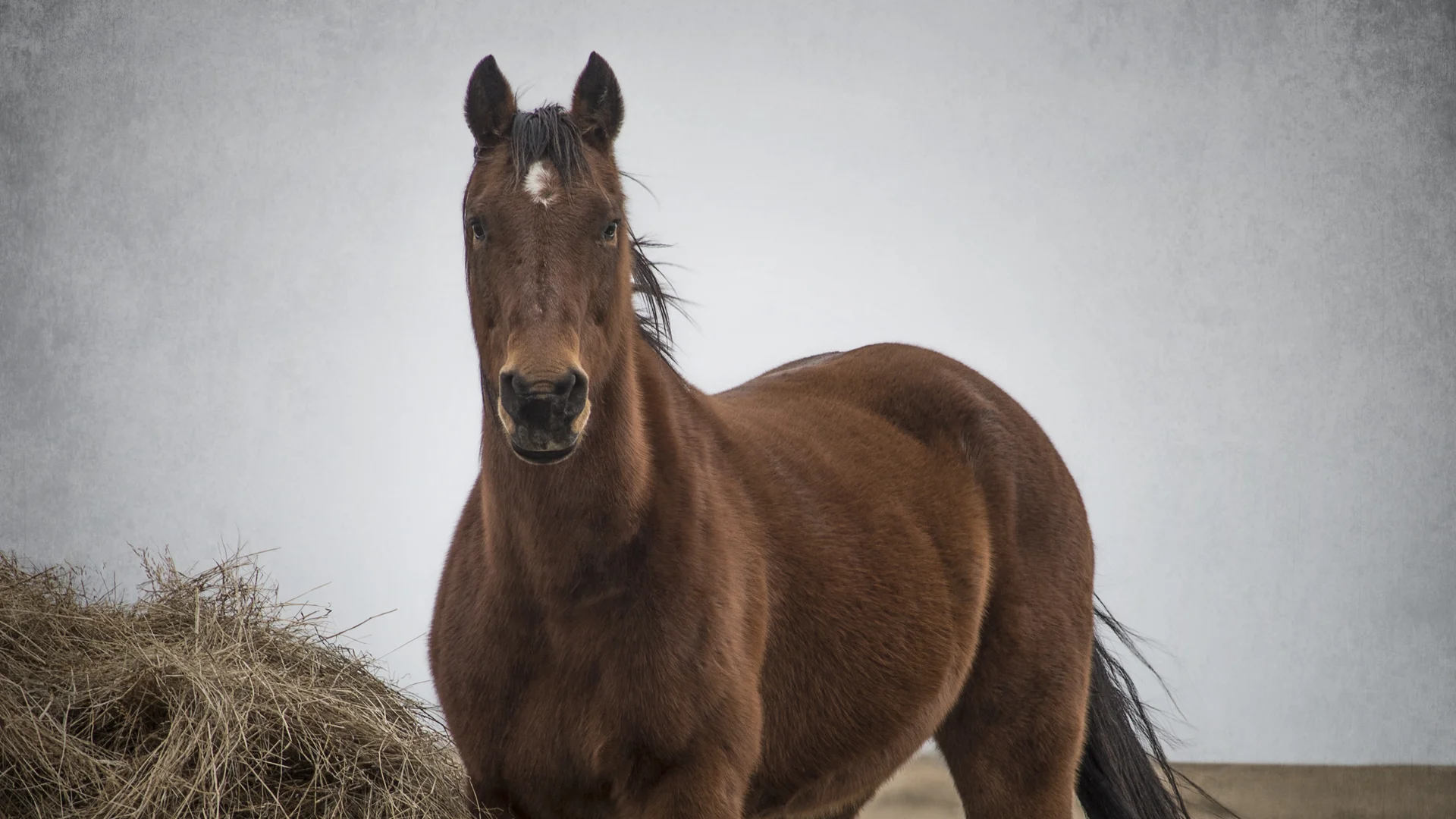 1080 horse.jpg