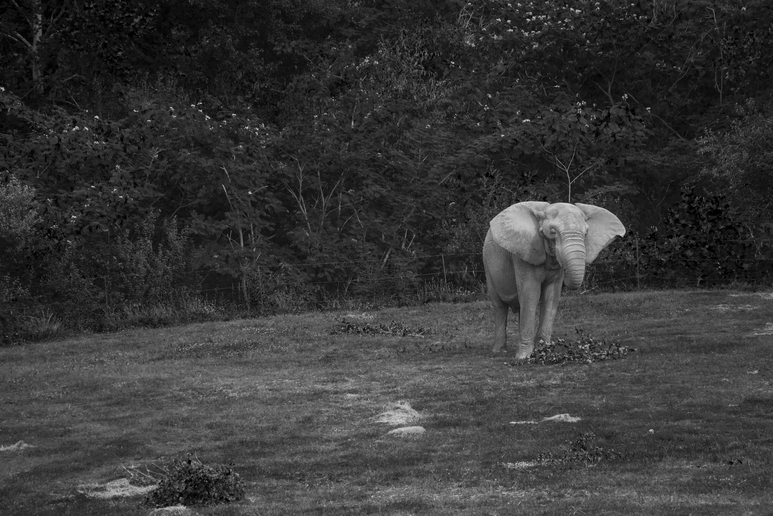 Elephant BW 1.jpg