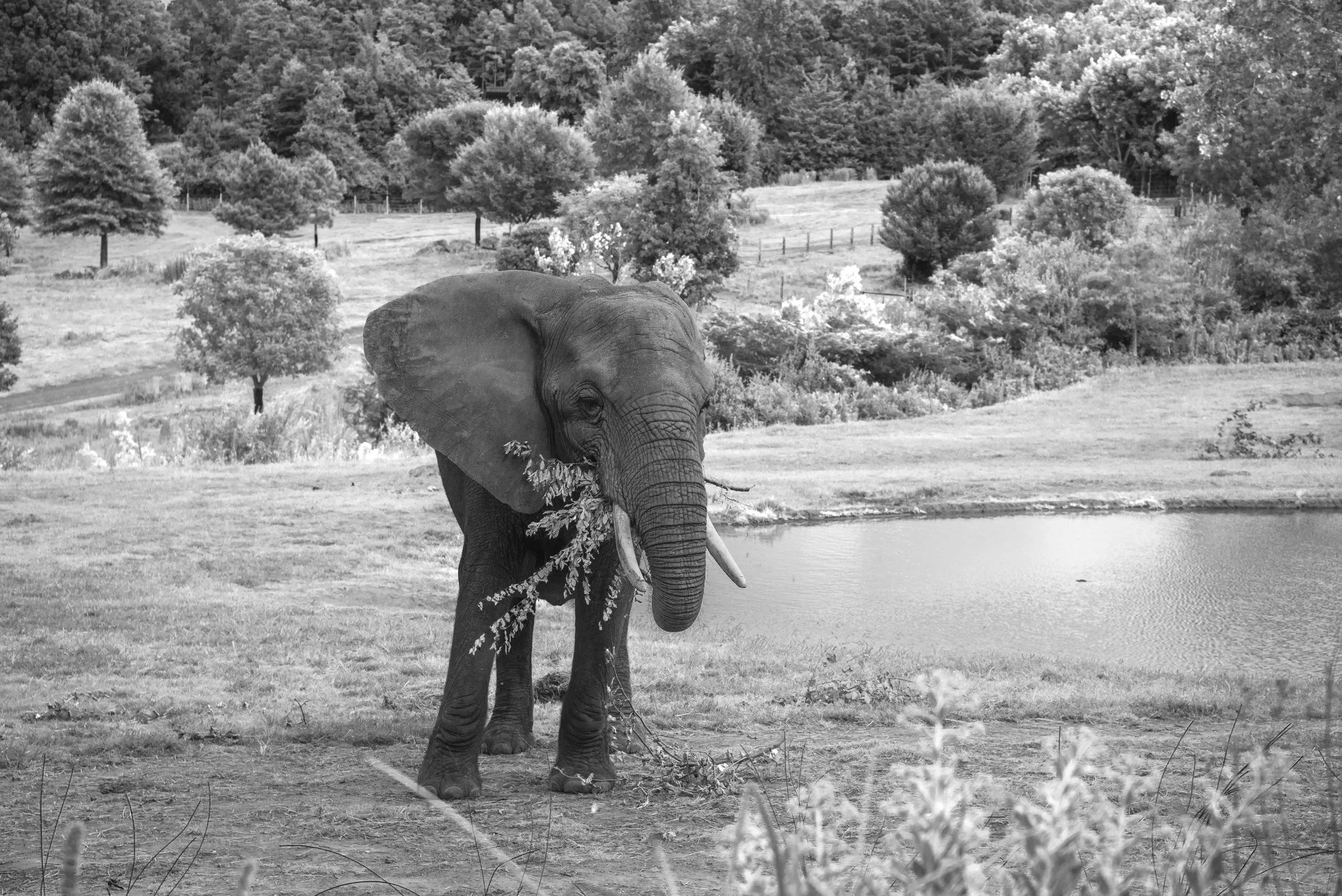 Elephant IR2.jpg