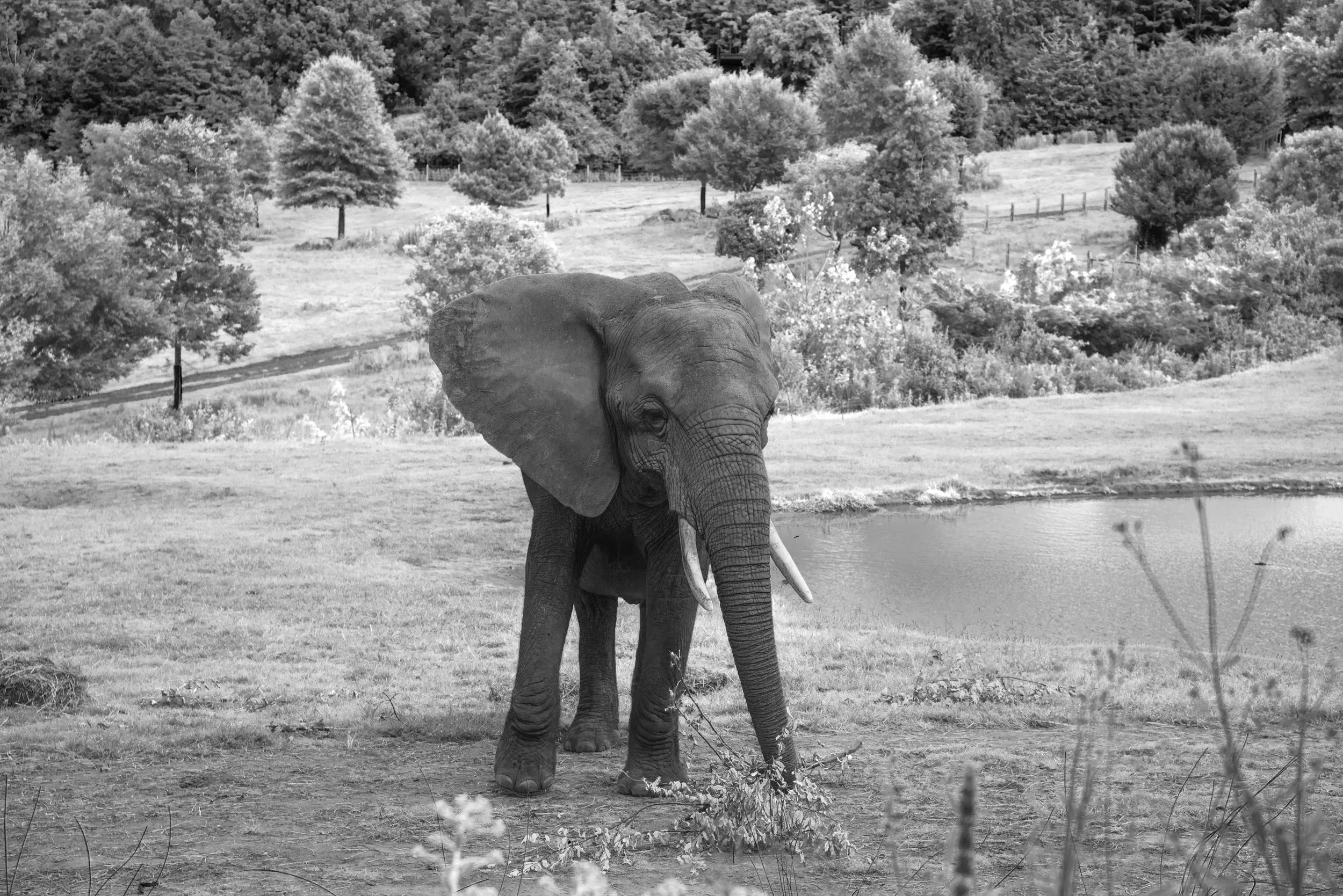Elephant IR3.jpg