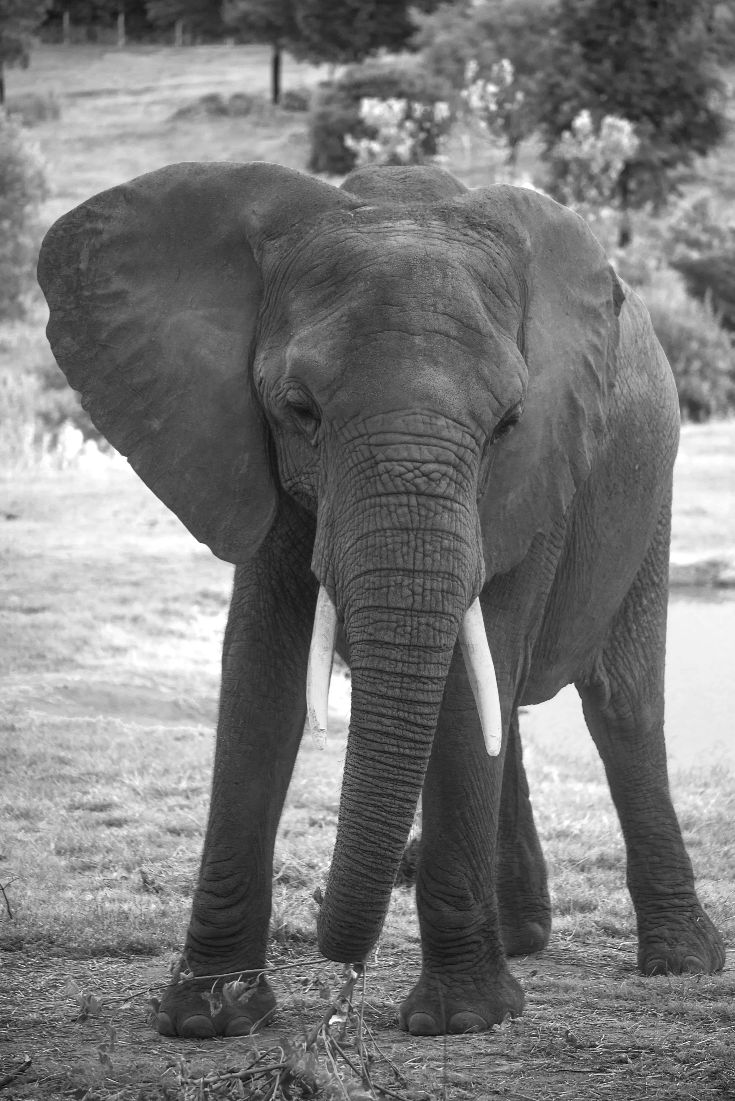 Elephant IR4.jpg