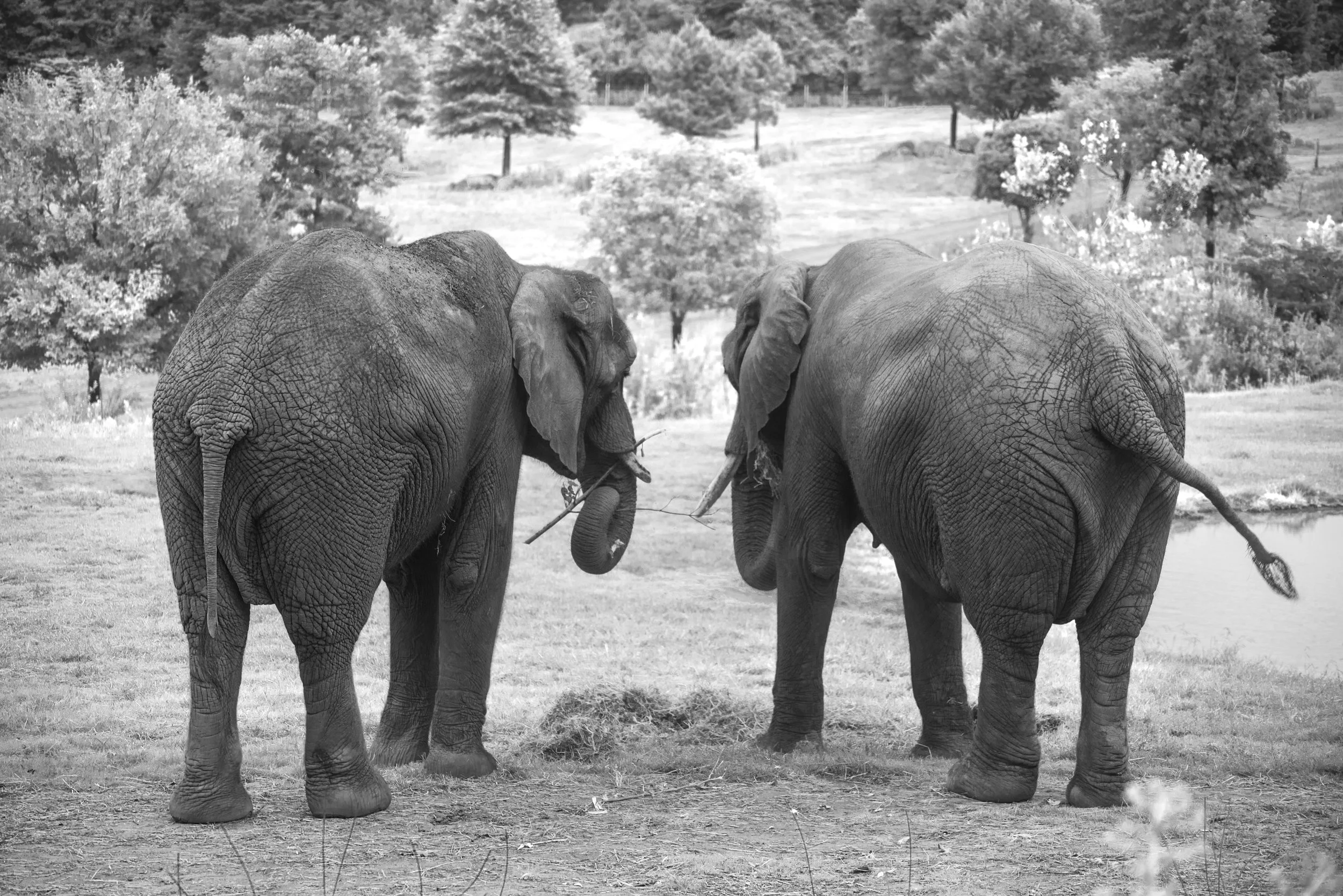 Elephant IR5.jpg