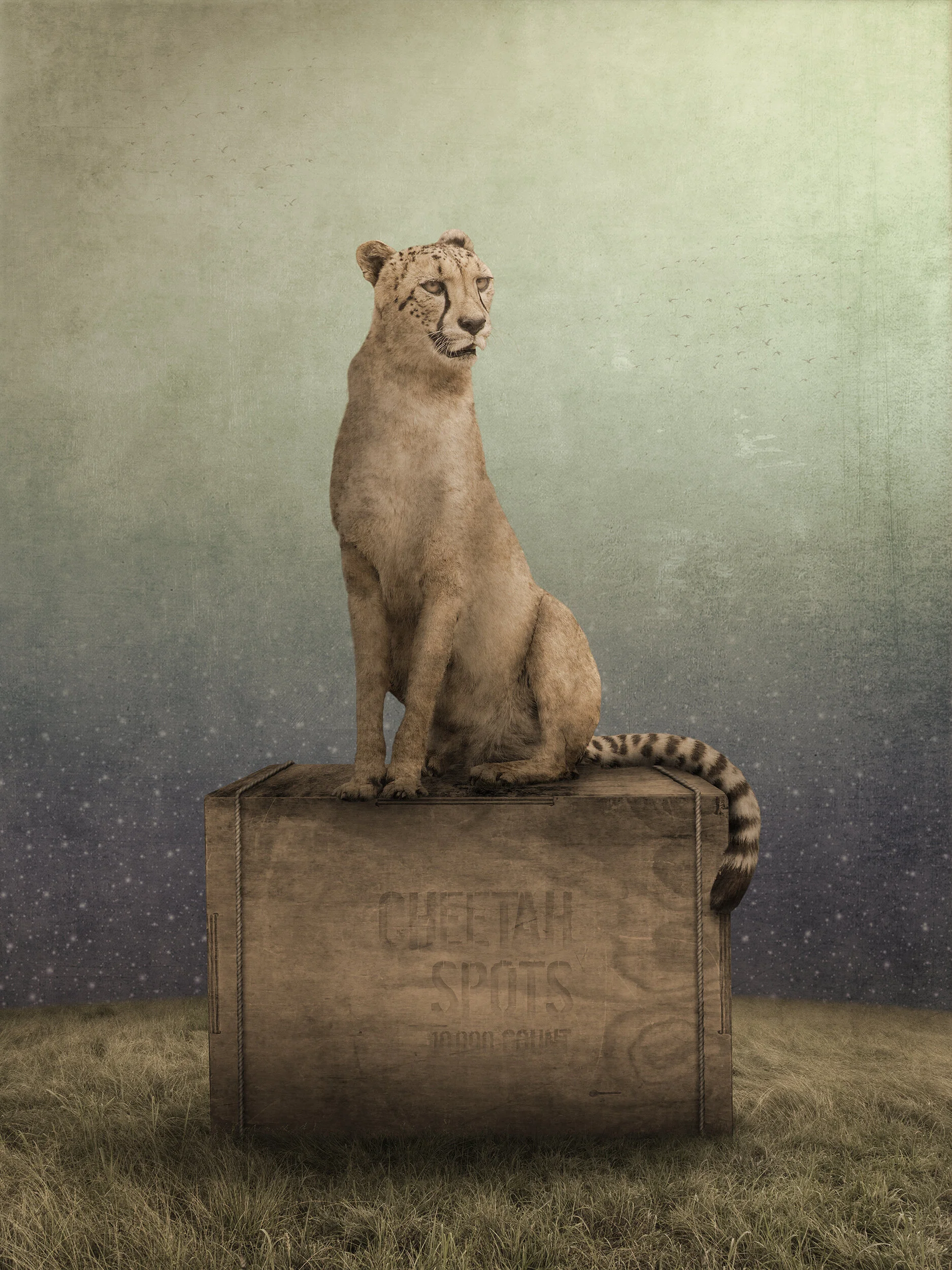 How a Cheetah Gets Its Spots