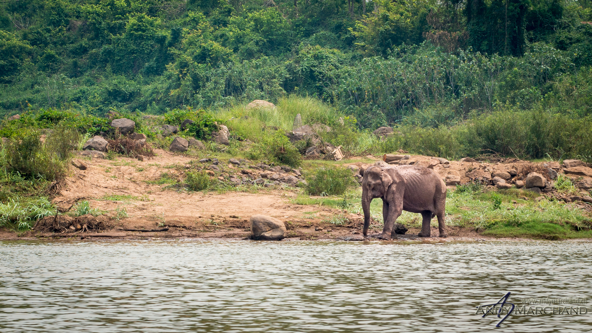 Lao Elephant