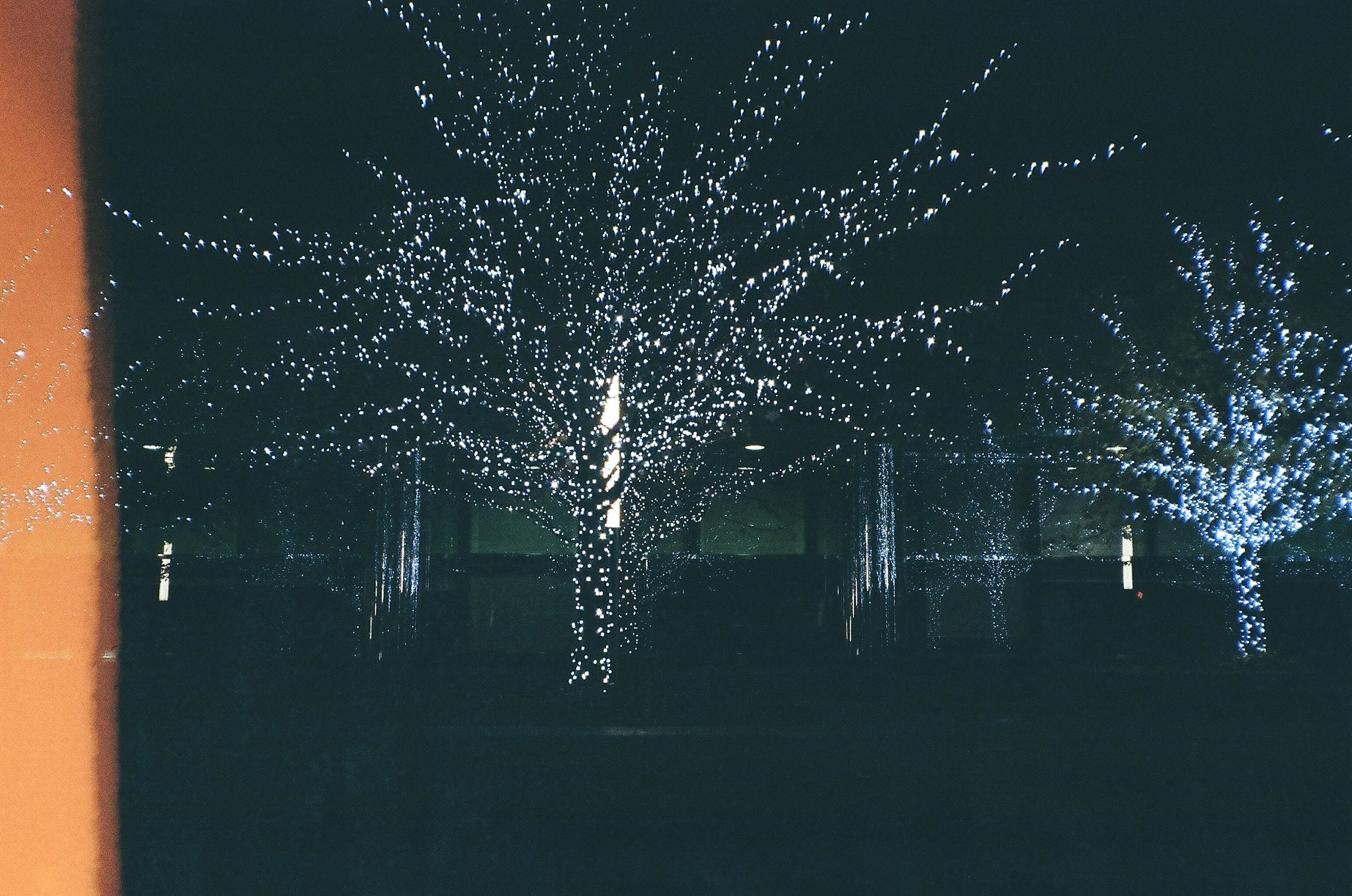 Lit Trees on Film (Fuji Superia 400)