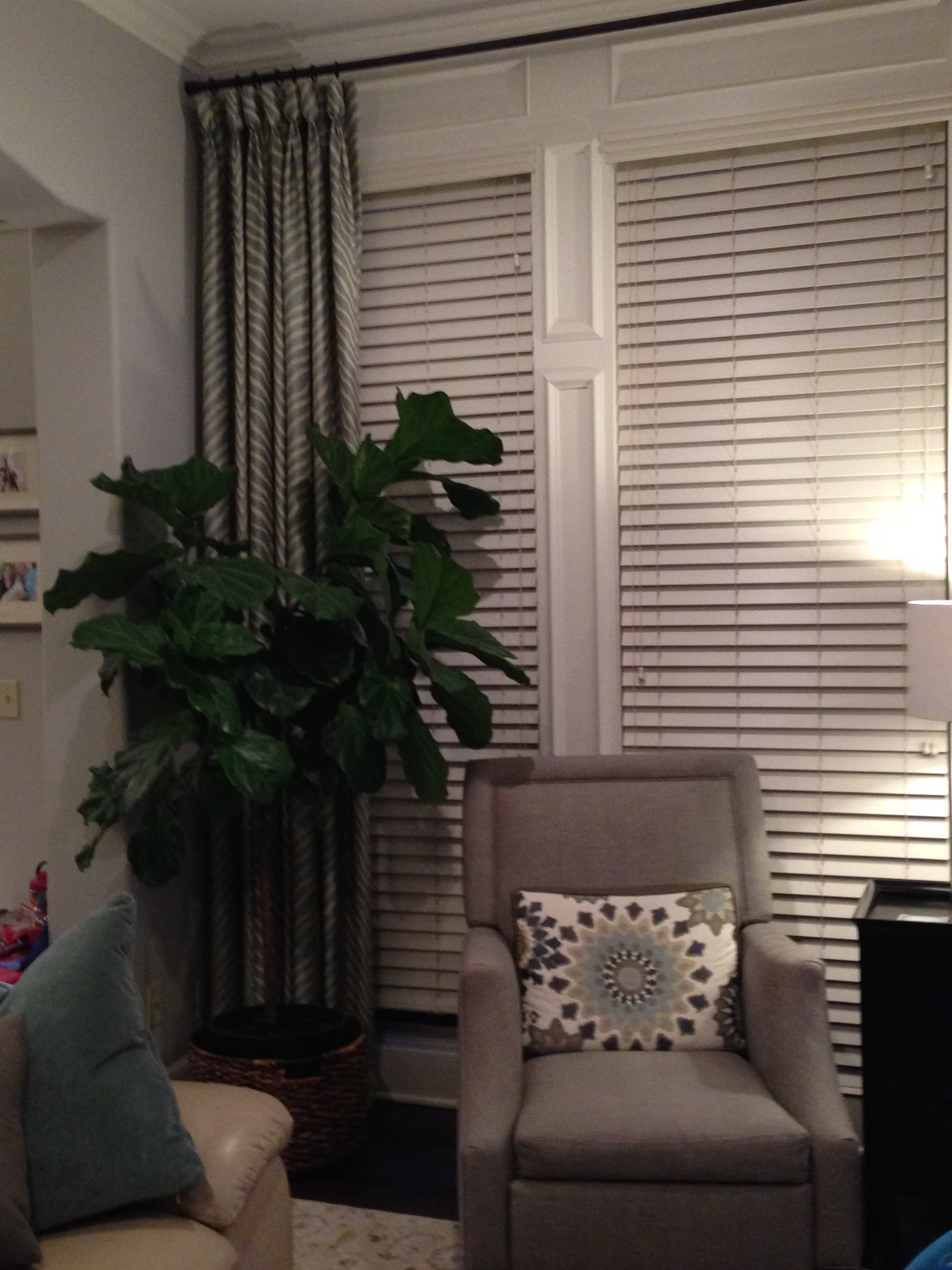 Fiddle Leaf Fig