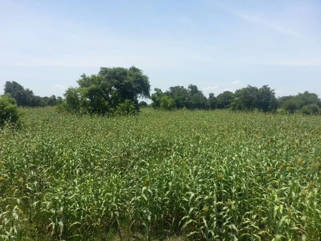  With the funding, we were able to purchase tools, equipment, seeds, and incentives for all volunteers.&nbsp;The community garden was unfortunately flooded with water from severe rain during the rainy season in 2014, but in 2015,&nbsp;we learned from